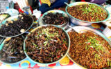 Insect deep fried udong - Taxi In Cambodia