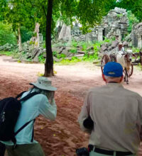 Banteay Chhmar temple Ox-cart - Taxi In Cambodia